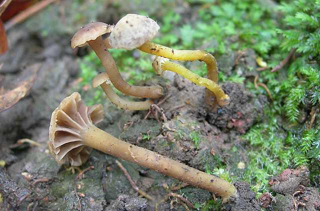 Camarophyllopsis micacea      (Berk. & Broome)       Arnolds